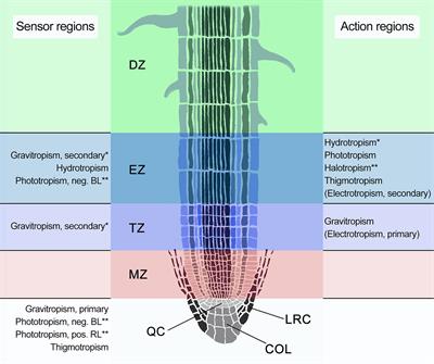 Root Tropisms: Investigations on Earth and in Space to Unravel Plant Growth Direction